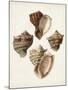 Sowerby Shells I-James Sowerby-Mounted Art Print