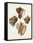 Sowerby Shells I-James Sowerby-Framed Stretched Canvas