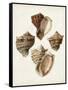 Sowerby Shells I-James Sowerby-Framed Stretched Canvas