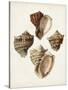 Sowerby Shells I-James Sowerby-Stretched Canvas