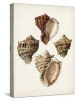 Sowerby Shells I-James Sowerby-Stretched Canvas