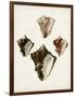 Sowerby Shells III-James Sowerby-Framed Art Print