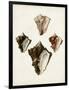 Sowerby Shells III-James Sowerby-Framed Art Print