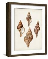 Sowerby Shells IV-James Sowerby-Framed Art Print