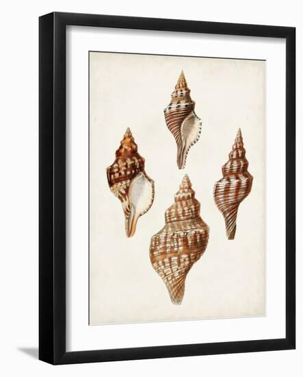 Sowerby Shells IV-James Sowerby-Framed Art Print