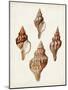 Sowerby Shells IV-James Sowerby-Mounted Art Print