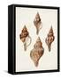 Sowerby Shells IV-James Sowerby-Framed Stretched Canvas