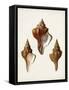 Sowerby Shells IX-James Sowerby-Framed Stretched Canvas