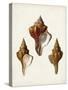 Sowerby Shells IX-James Sowerby-Stretched Canvas