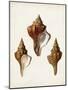 Sowerby Shells IX-James Sowerby-Mounted Art Print