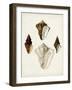 Sowerby Shells V-James Sowerby-Framed Art Print