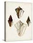 Sowerby Shells V-James Sowerby-Stretched Canvas