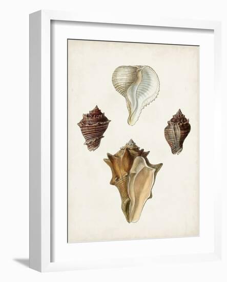 Sowerby Shells VI-James Sowerby-Framed Art Print