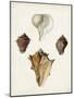 Sowerby Shells VI-James Sowerby-Mounted Art Print