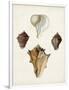 Sowerby Shells VI-James Sowerby-Framed Art Print