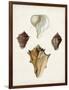 Sowerby Shells VI-James Sowerby-Framed Art Print