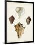 Sowerby Shells VI-James Sowerby-Framed Art Print