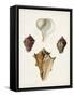 Sowerby Shells VI-James Sowerby-Framed Stretched Canvas