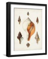 Sowerby Shells VII-James Sowerby-Framed Art Print