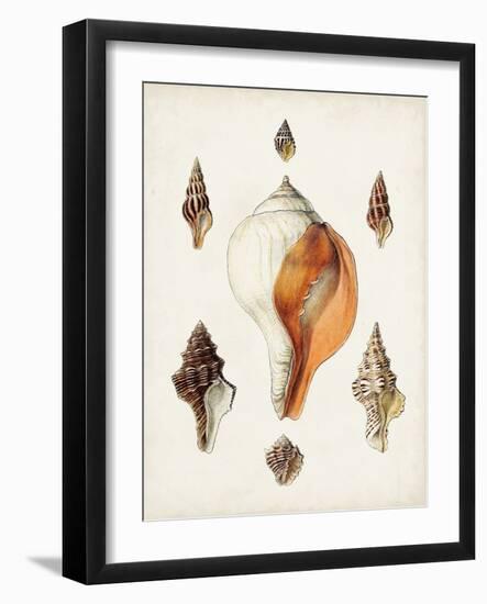 Sowerby Shells VII-James Sowerby-Framed Art Print