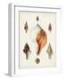 Sowerby Shells VII-James Sowerby-Framed Art Print