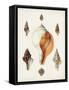 Sowerby Shells VII-James Sowerby-Framed Stretched Canvas