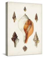 Sowerby Shells VII-James Sowerby-Stretched Canvas