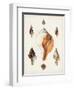Sowerby Shells VII-James Sowerby-Framed Art Print