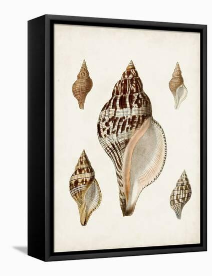 Sowerby Shells VIII-James Sowerby-Framed Stretched Canvas