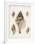 Sowerby Shells VIII-James Sowerby-Framed Art Print