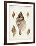 Sowerby Shells VIII-James Sowerby-Framed Art Print