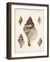 Sowerby Shells VIII-James Sowerby-Framed Art Print