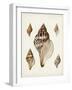 Sowerby Shells VIII-James Sowerby-Framed Art Print