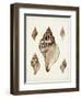 Sowerby Shells VIII-James Sowerby-Framed Art Print