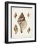 Sowerby Shells VIII-James Sowerby-Framed Art Print