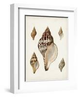 Sowerby Shells VIII-James Sowerby-Framed Art Print