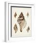 Sowerby Shells VIII-James Sowerby-Framed Art Print