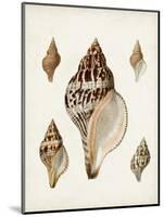 Sowerby Shells VIII-James Sowerby-Mounted Art Print