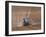 Sowing a Cereal Crop In Mid March-Adrian Bicker-Framed Photographic Print