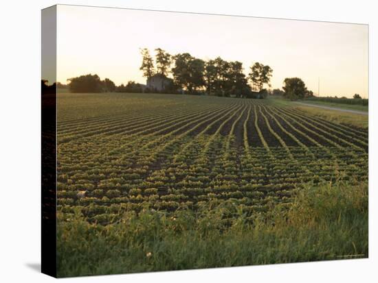 Soy Bean Field, Hudson, Illinois, Midwest, USA-Ken Gillham-Stretched Canvas