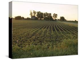 Soy Bean Field, Hudson, Illinois, Midwest, USA-Ken Gillham-Stretched Canvas