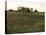 Soy Bean Field, Hudson, Illinois, Midwest, USA-Ken Gillham-Stretched Canvas