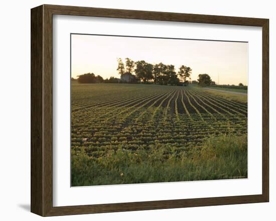 Soy Bean Field, Hudson, Illinois, Midwest, USA-Ken Gillham-Framed Photographic Print