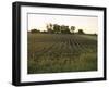 Soy Bean Field, Hudson, Illinois, Midwest, USA-Ken Gillham-Framed Photographic Print