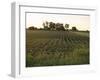 Soy Bean Field, Hudson, Illinois, Midwest, USA-Ken Gillham-Framed Photographic Print