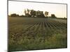 Soy Bean Field, Hudson, Illinois, Midwest, USA-Ken Gillham-Mounted Photographic Print