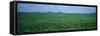 Soybean Crop in a Field, Tama County, Iowa, USA-null-Framed Stretched Canvas