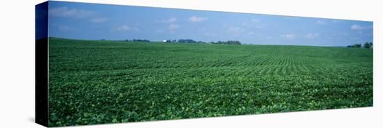 Soybean Crop in a Field, Tama County, Iowa, USA-null-Stretched Canvas