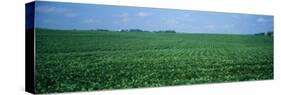 Soybean Crop in a Field, Tama County, Iowa, USA-null-Stretched Canvas