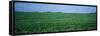 Soybean Crop in a Field, Tama County, Iowa, USA-null-Framed Stretched Canvas